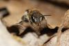 Osmia melanogaster